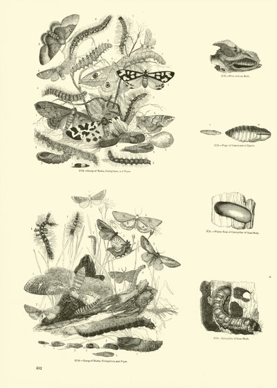 Side fra The Pictorial Museum of Animated Nature av English School
