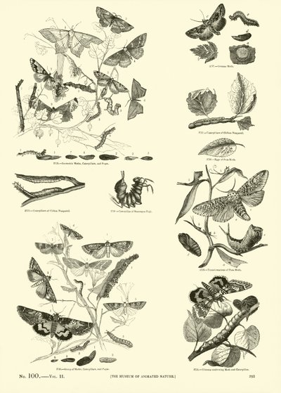 Side fra The Pictorial Museum of Animated Nature av English School