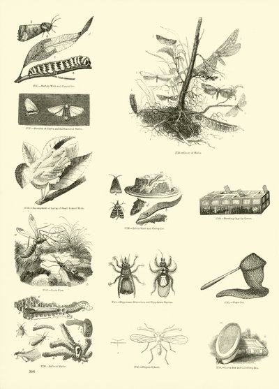 Side fra The Pictorial Museum of Animated Nature av English School