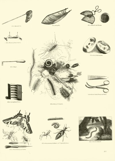 Side fra The Pictorial Museum of Animated Nature av English School