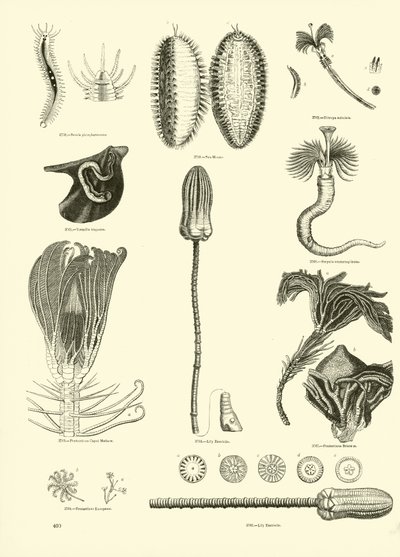 Side fra The Pictorial Museum of Animated Nature av English School