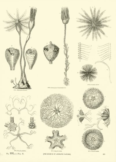 Side fra The Pictorial Museum of Animated Nature av English School