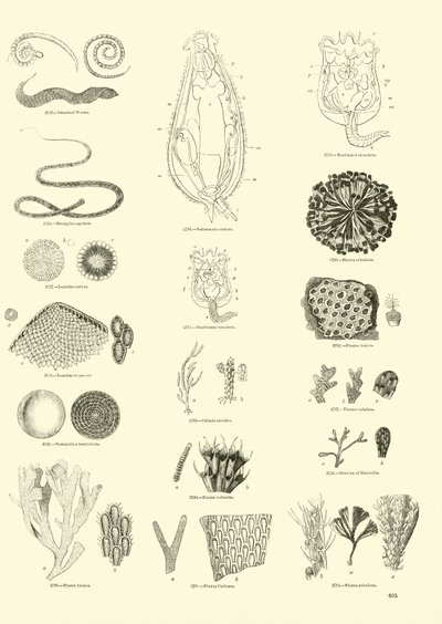 Side fra The Pictorial Museum of Animated Nature av English School