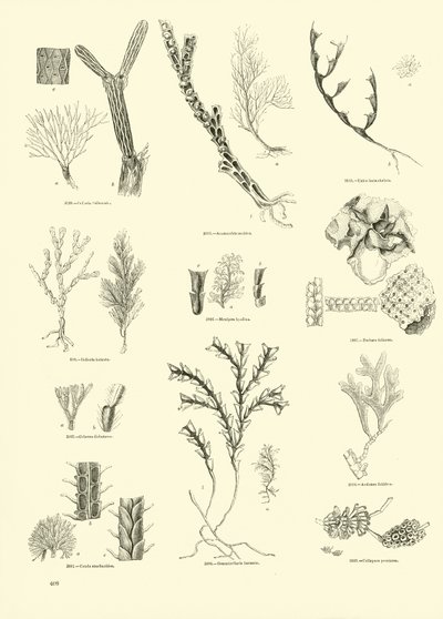 Side fra The Pictorial Museum of Animated Nature av English School