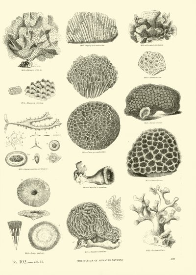 Side fra The Pictorial Museum of Animated Nature av English School