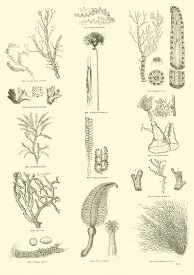 Side fra The Pictorial Museum of Animated Nature av English School