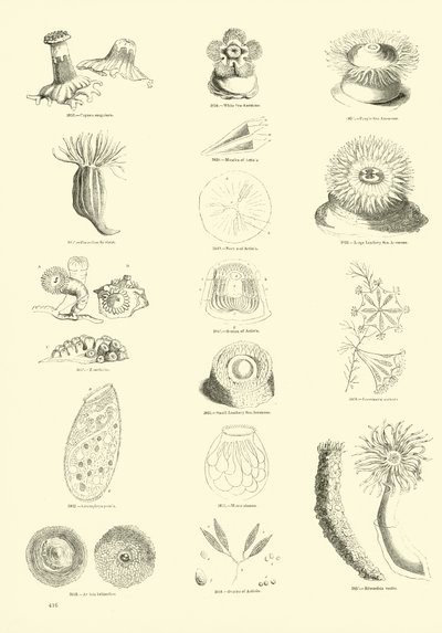 Side fra The Pictorial Museum of Animated Nature av English School