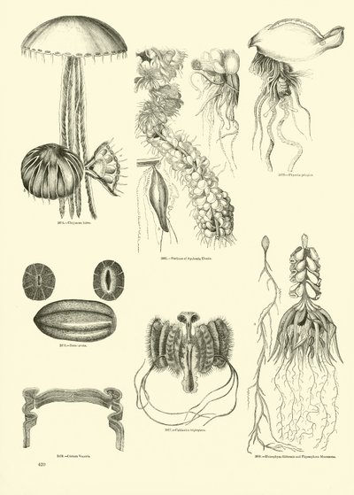 Side fra The Pictorial Museum of Animated Nature av English School