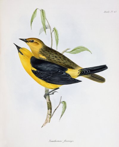 Et par Xanthornus Flaviceps, illustrasjon fra Zoology of the Voyage of H.M.S. Beagle, 1832-36, av Charles Darwin (1809-92), 1840 av English School