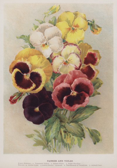 Stemorblomster og bratsj av English School