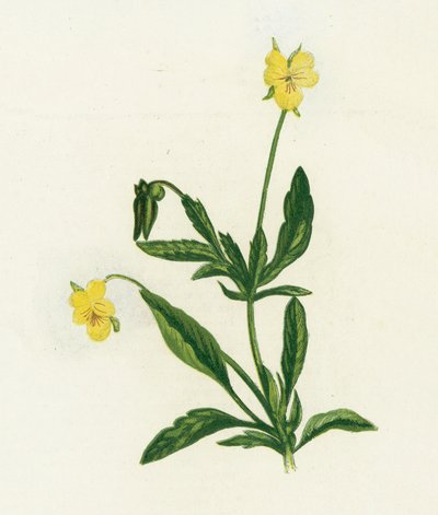 Stemorsblomst, eller Heartsease, Viola Tricolor av English School