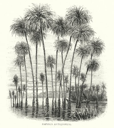 Papyrus Antiquorum (Gravur) von English School