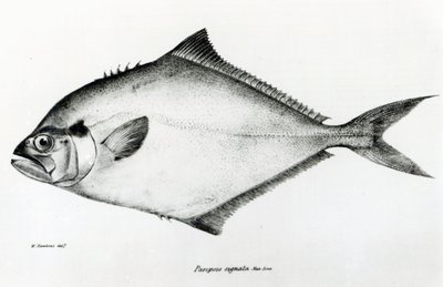 Paropsis Signata, plate 13 fra 'The Zoology of the Voyage of HMS Beagle, 1832-36' av Charles Darwin av English School