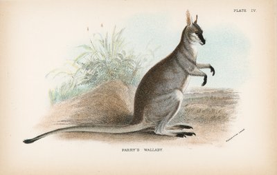 Parrys Wallaby av English School