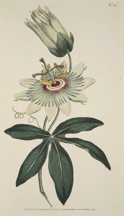 Passiflora Caerulea (Common Passion Flower), fra The Botanical Magazine eller Flower Garden Displayed, pub. 1786 (håndfarget gravering) av English School