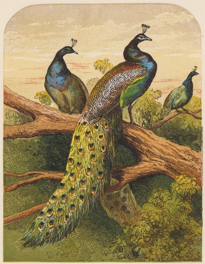 Påfugler (farge litho) av English School
