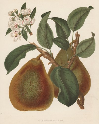 Pear Doyenne du Comice (farge litho) av English School
