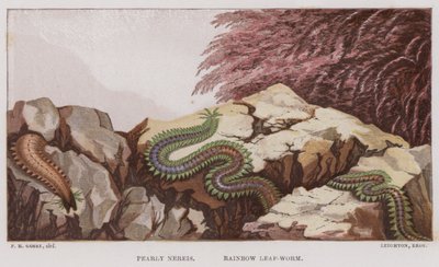 Pearly Nereis, Rainbow Leaf-Worm (farge litho) av English School