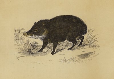 Peccary (fargelitografi) av English School
