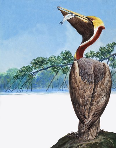 Pelikan von English School