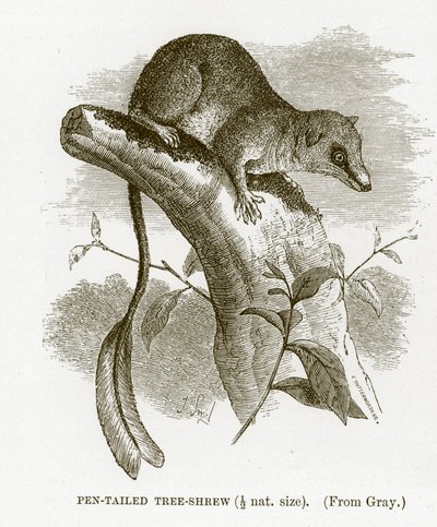 Pennehalesmus, illustrasjon fra The Royal Natural History av English School
