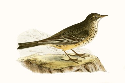 Pennsylvanian Pipit, illustrasjon fra 