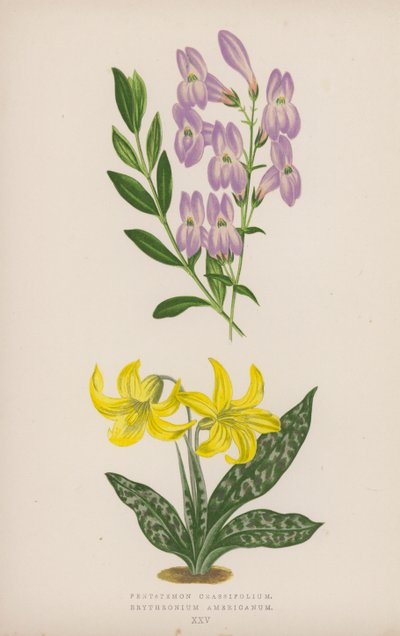 Pentstemon Crassifolium; Amerikansk erythronium (farge litho) av English School
