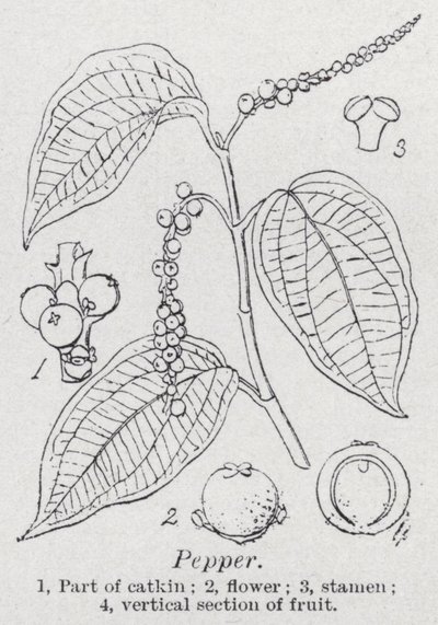 Pepper (litho) av English School