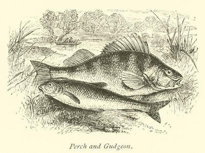Abbor og Gudgeon av English School