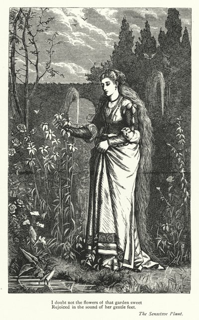 Percy Bysshe Shelley: Illustrasjon til Den følsomme planten (gravering) av English School
