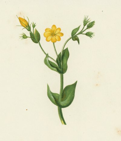 Perfoliate Yellow Wort, Chlora Perfoliata (farge litho) av English School