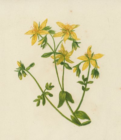 Perforert johannesurt, Hypericum Perforatum (fargelitografi) av English School