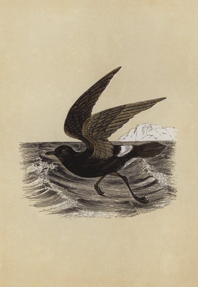 Petrel (fargelitografi) av English School