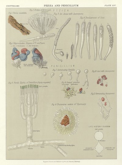 Peziza og Penicillium av English School