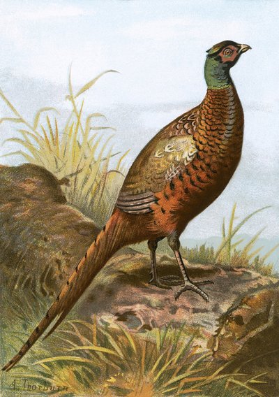 Fasan av English School