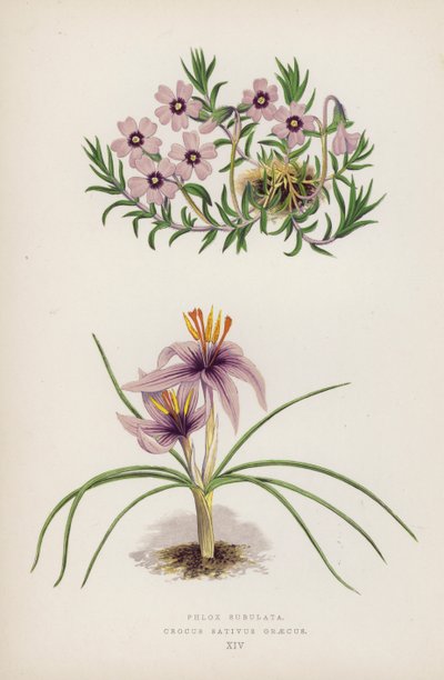 Phlox Subulata; Crocus sativus Greecus (farge litho) av English School