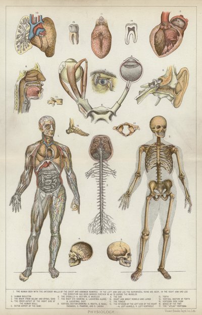 Fysiologi (farge litho) av English School