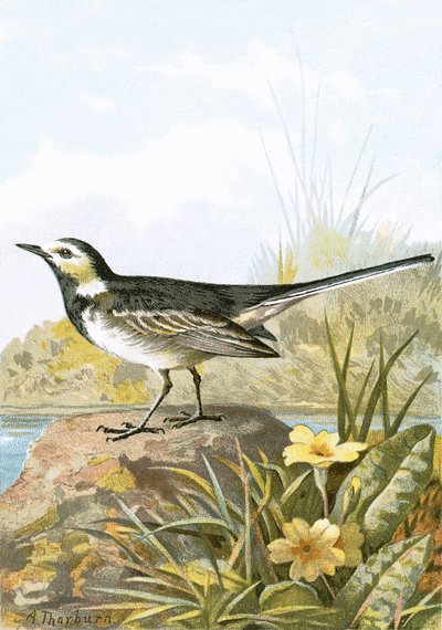 Pied Viptail av English School