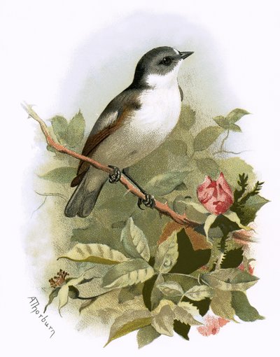 Pied fluefanger av English School