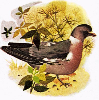 Taube von English School