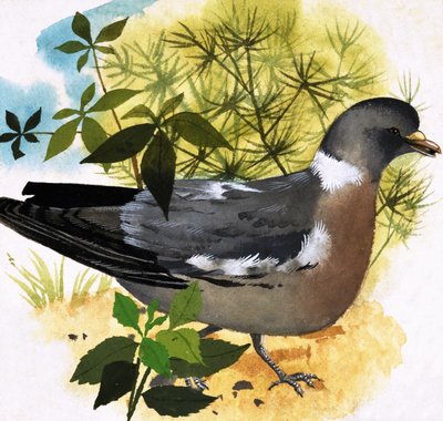 Taube von English School