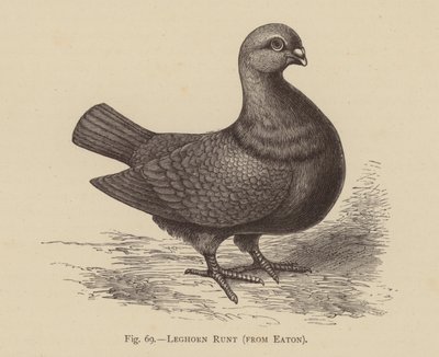 Duer: Leghorn Runt, fra Eaton (gravering) av English School