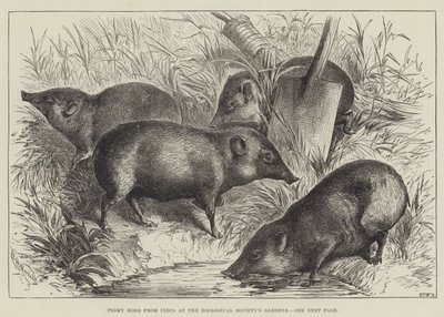 Pigmy Hogs fra India ved Zoological Society
