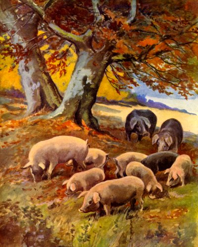 Pigs at Grass (farge litho) av English School