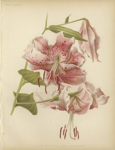 Rosa lilje av English School