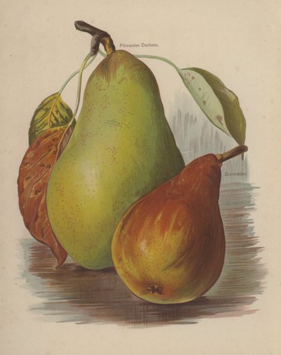 Pitmaston hertuginne, Durondeau av English School