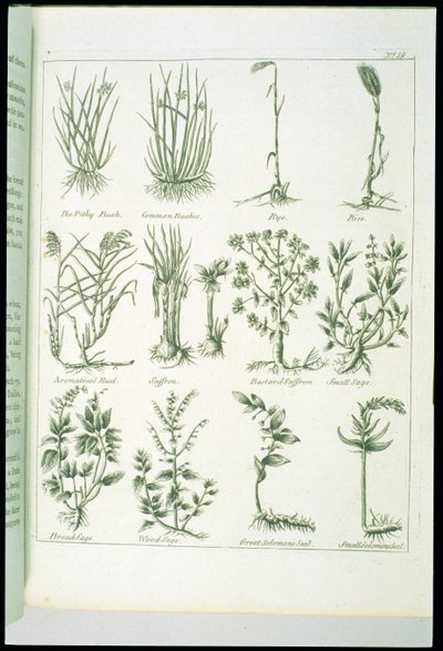 Plants from Culpepers English Physician and Complete Herbal, utgitt 1790 av English School
