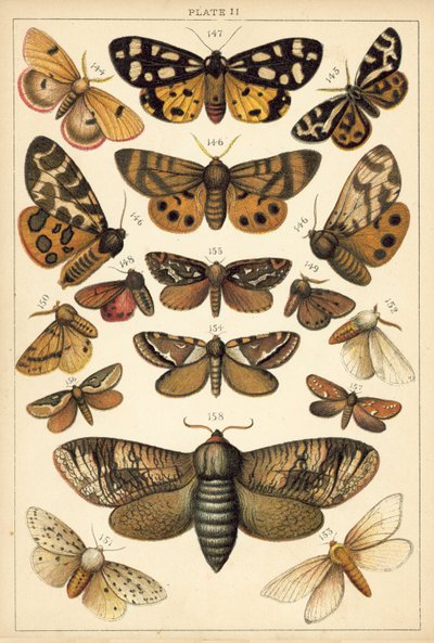 Tallerken fra Vårt Lands sommerfugler og møll (chromolitho) av English School