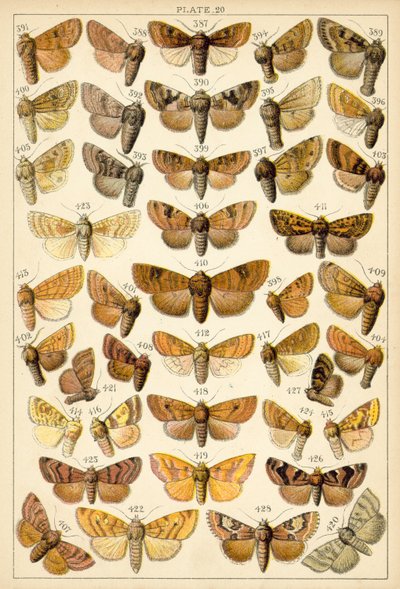 Tallerken fra Vårt Lands sommerfugler og møll (chromolitho) av English School