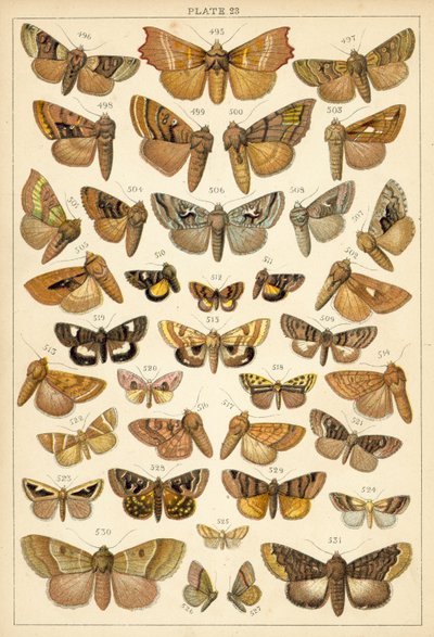 Tallerken fra Vårt Lands sommerfugler og møll (chromolitho) av English School